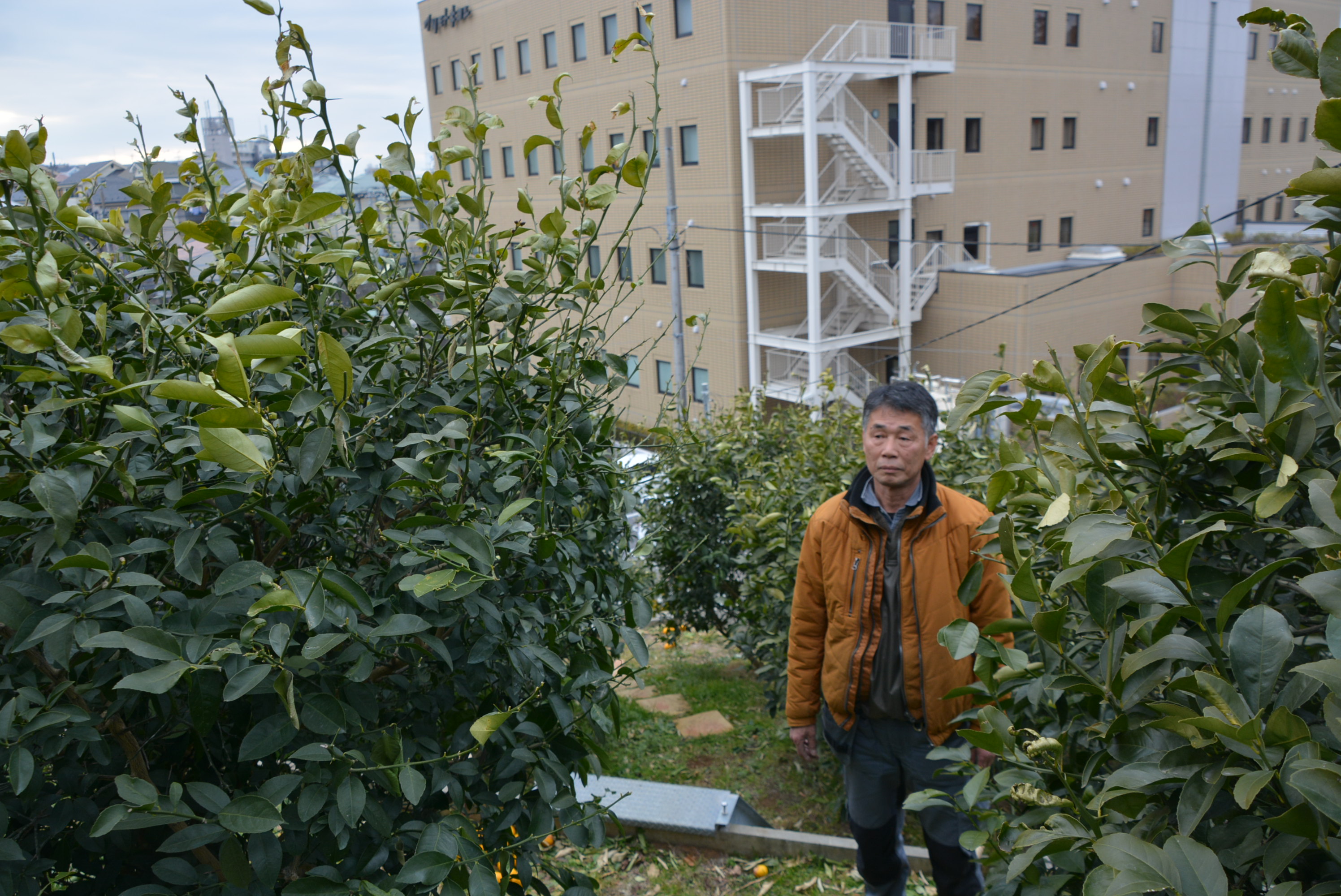 新松戸 北限ぎりぎりレモン 住宅街にレモン畑 都市型農業で地産地消 松戸よみうり